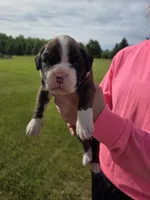 Hobbs, a male Boxer for sale in Whitelaw, WI – 2 of 2