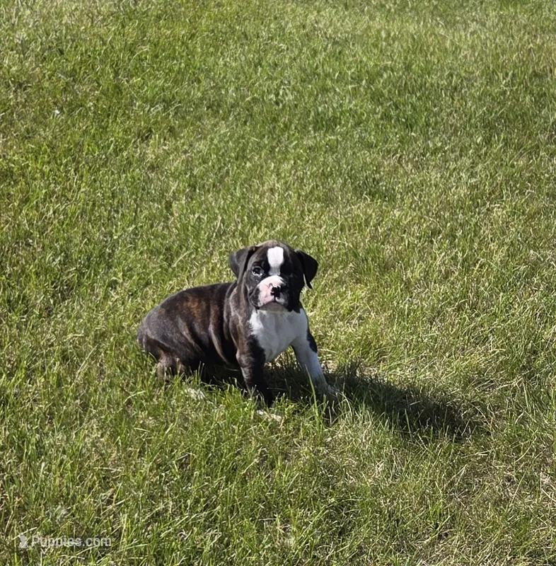 Hailee – Boxer puppy for sale in Whitelaw, WI