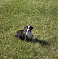 Hailee, a female Boxer for sale in Whitelaw, WI – 1 of 10