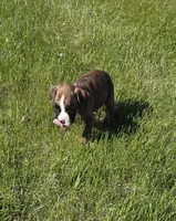 Mya, a female Boxer for sale in Whitelaw, WI – 3 of 3