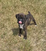 Runt, a male Boxer for sale in Whitelaw, WI – 2 of 6