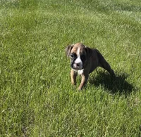 Mya, a female Boxer for sale in Whitelaw, WI – 2 of 3