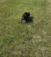 Hailee, a female Boxer for sale in Whitelaw, WI – 7 of 10