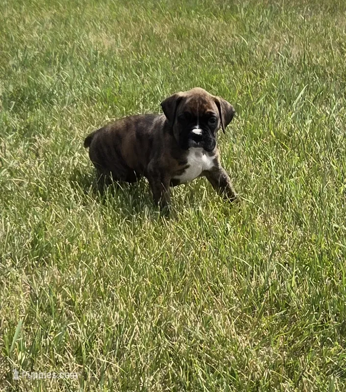Dalhia – Boxer puppy for sale in Whitelaw, WI