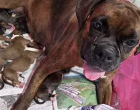 Sasha, a female Boxer for sale in Whitelaw, WI – 4 of 5