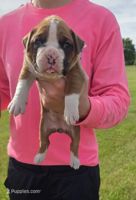 Maggie – Boxer puppy for sale in Whitelaw, WI