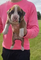 Maggie, a female Boxer for sale in Whitelaw, WI – 1 of 2