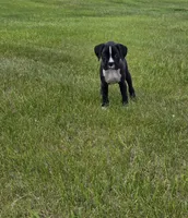 Max, a male Boxer for sale in Whitelaw, WI – 8 of 10