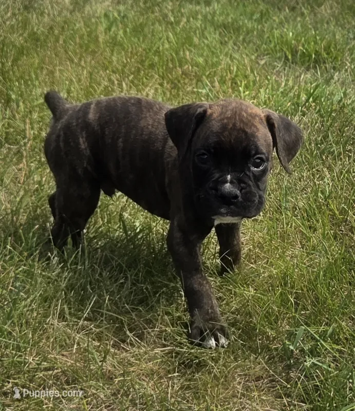 Axel – Boxer puppy for sale in Whitelaw, WI