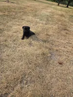 Max, a male Pug for sale in Whitelaw, WI – 3 of 5