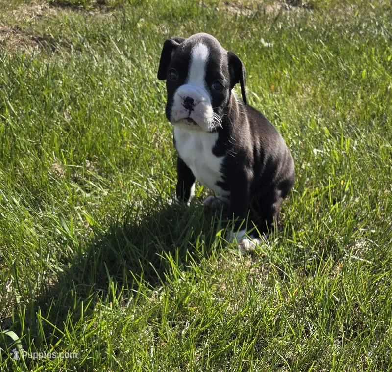 Sealed  Brindle (black) – Boxer puppy for sale in Whitelaw, WI