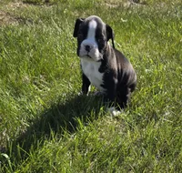 Sealed  Brindle (black), a male Boxer for sale in Whitelaw, WI – 1 of 3