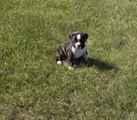 Hailee, a female Boxer for sale in Whitelaw, WI – 10 of 10