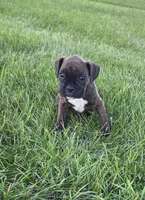 Pebbles, a female Boxer for sale in Whitelaw, WI – 5 of 7