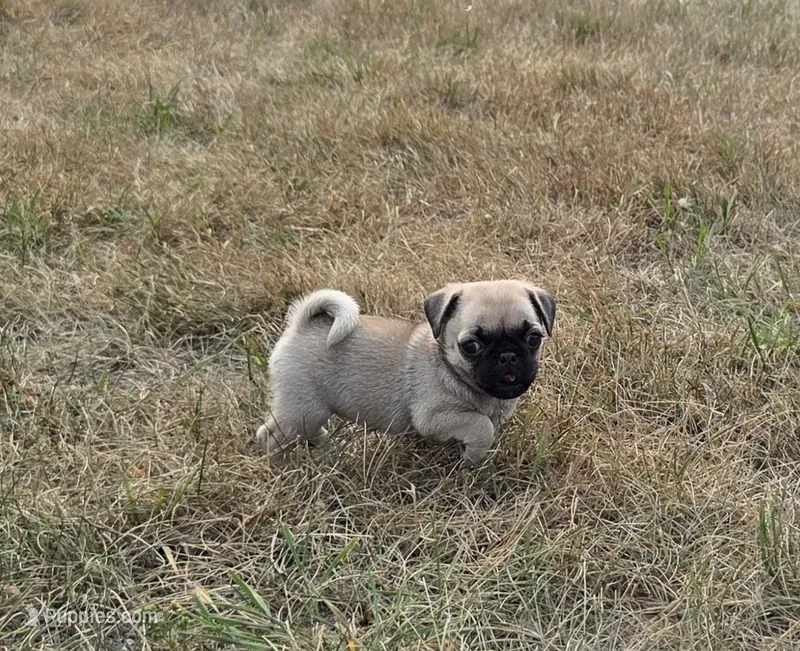 Runt – Pug puppy on hold in Whitelaw, WI