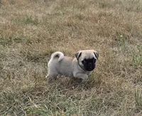 Runt, a female Pug for sale in Whitelaw, WI – 1 of 5
