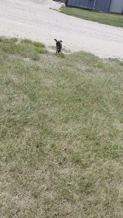 Apollo, a male Boxer for sale in Whitelaw, WI – 10 of 10