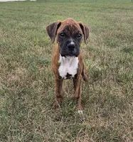 Mia, a female Boxer for sale in Whitelaw, WI – 5 of 7