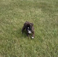 Drakco, a male Boxer for sale in Whitelaw, WI – 2 of 4