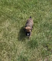 Dalhia, a female Boxer for sale in Whitelaw, WI – 3 of 5