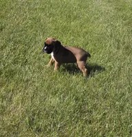 Hessa, a female Boxer for sale in Whitelaw, WI – 3 of 10