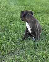 Pebbles, a female Boxer for sale in Whitelaw, WI – 3 of 7