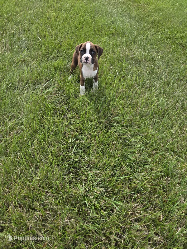 Sasha – Boxer puppy for sale in Whitelaw, WI