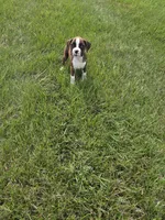 Sasha, a female Boxer for sale in Whitelaw, WI – 1 of 5