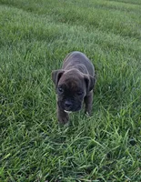 Pebbles, a female Boxer for sale in Whitelaw, WI – 4 of 7