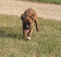 Mia, a female Boxer for sale in Whitelaw, WI – 2 of 9