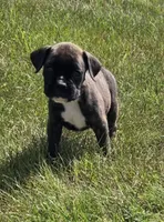 Axel, a male Boxer for sale in Whitelaw, WI – 5 of 7