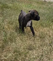 Runt, a male Boxer for sale in Whitelaw, WI – 6 of 6
