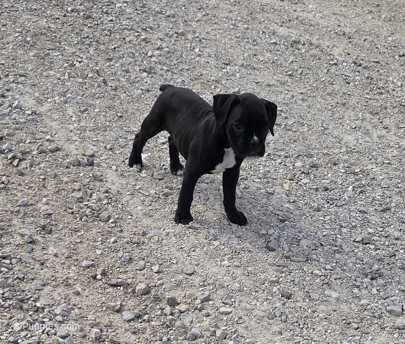Bently – Boxer puppy for sale in Whitelaw, WI