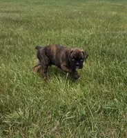 Duke, a male Boxer for sale in Whitelaw, WI – 3 of 10