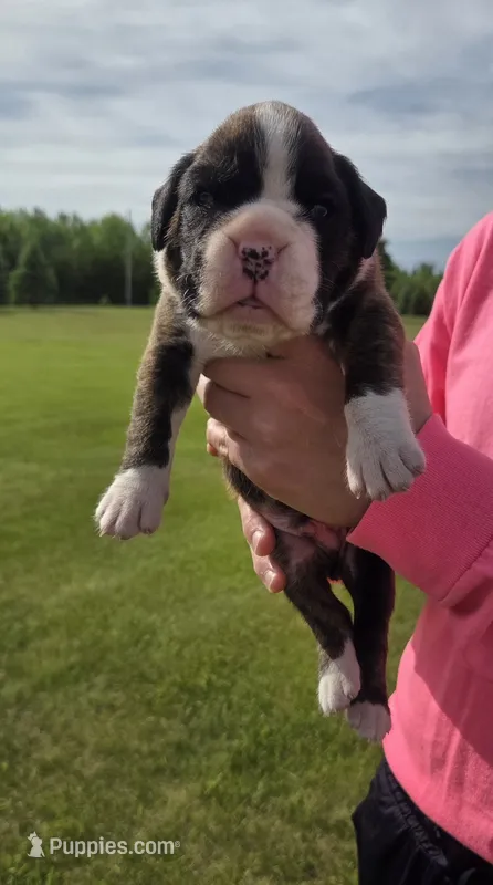 Hobbs – Boxer puppy for sale in Whitelaw, WI