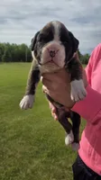 Hobbs, a male Boxer for sale in Whitelaw, WI – 1 of 2