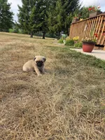 Murphy, a male Pug for sale in Whitelaw, WI – 2 of 2