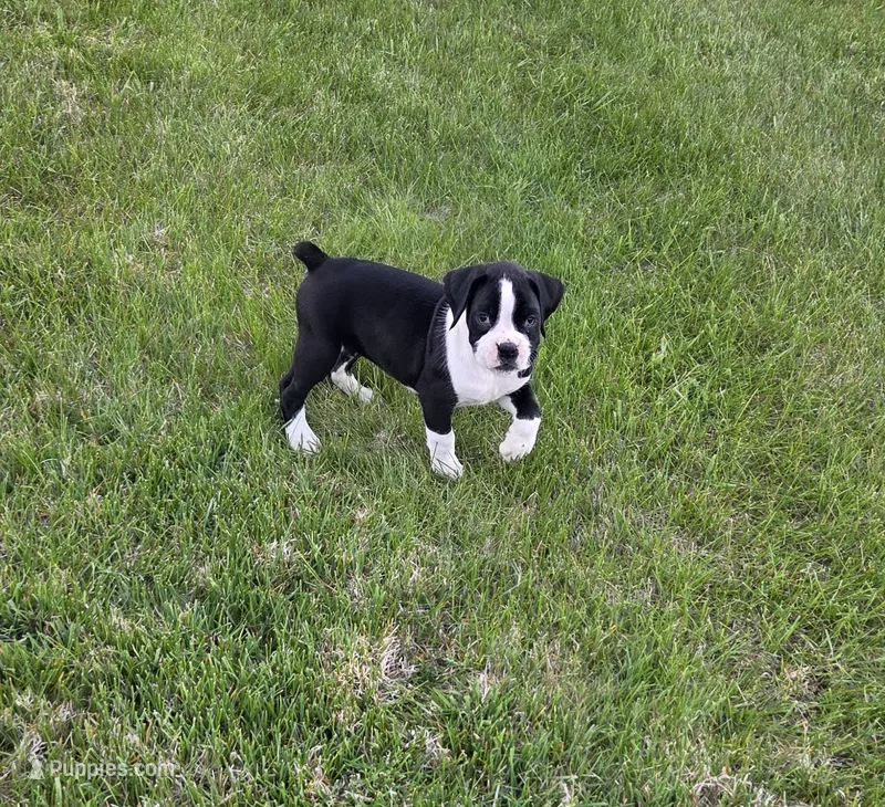 Dixie – Boxer puppy for sale in Whitelaw, WI