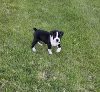 Dixie, a female Boxer for sale in Whitelaw, WI – 1 of 4