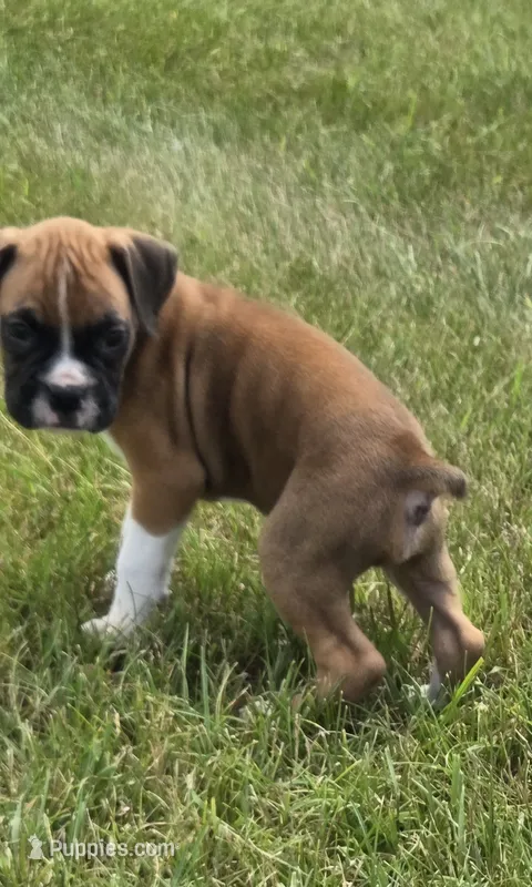 Archur – Boxer puppy for sale in Whitelaw, WI