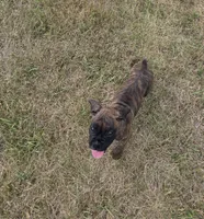 Apollo, a male Boxer for sale in Whitelaw, WI – 2 of 10