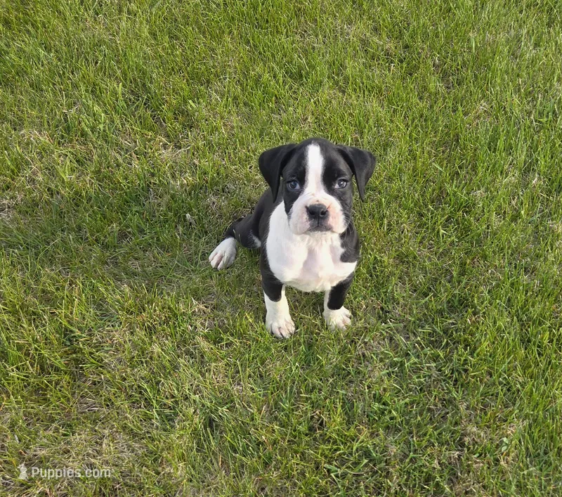 Maliha – Boxer puppy for sale in Whitelaw, WI