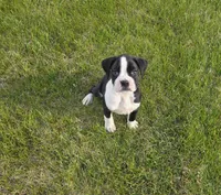 Maliha, a female Boxer for sale in Whitelaw, WI – 4 of 4