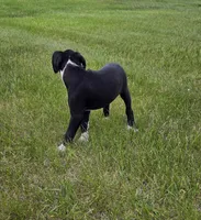 Max, a male Boxer for sale in Whitelaw, WI – 5 of 10