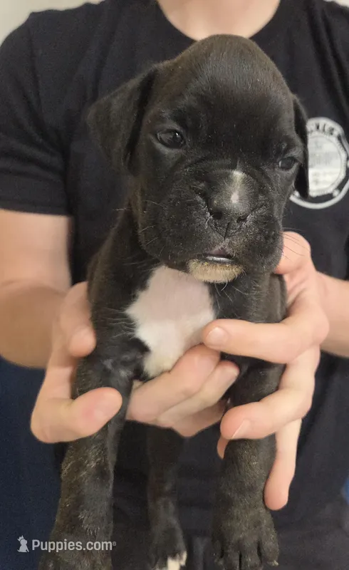 Ed, a male Boxer for sale in Whitelaw, WI – Photo 1 of 1
