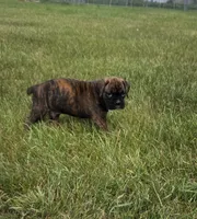 Duke, a male Boxer for sale in Whitelaw, WI – 2 of 10