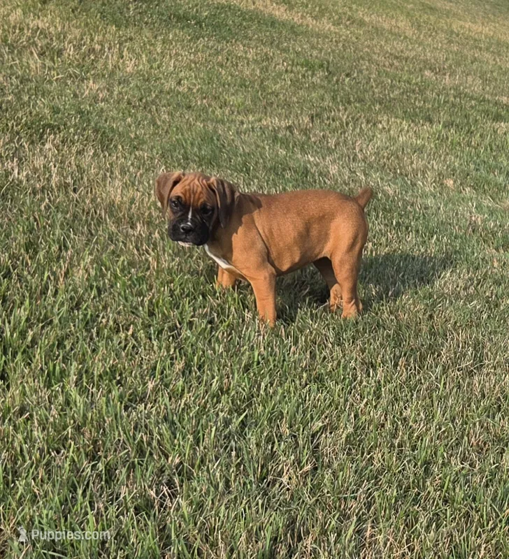 Ava – Boxer puppy for sale in Whitelaw, WI