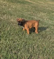 Ava, a female Boxer for sale in Whitelaw, WI – 1 of 8