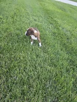 Maliah, a female Boxer for sale in Whitelaw, WI – 9 of 10
