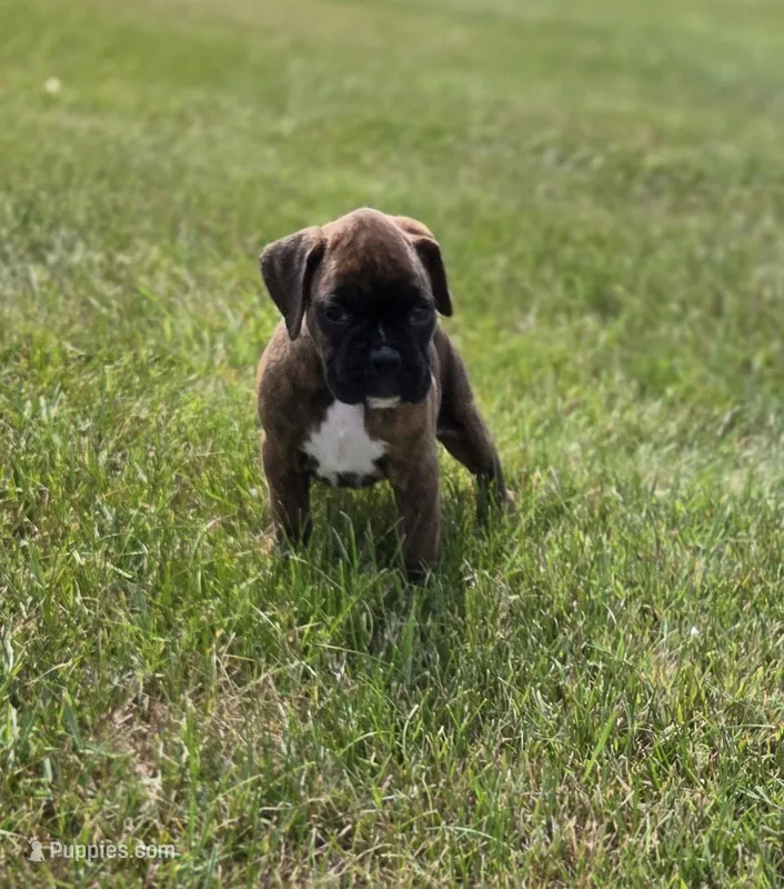 Duke – Boxer puppy for sale in Whitelaw, WI
